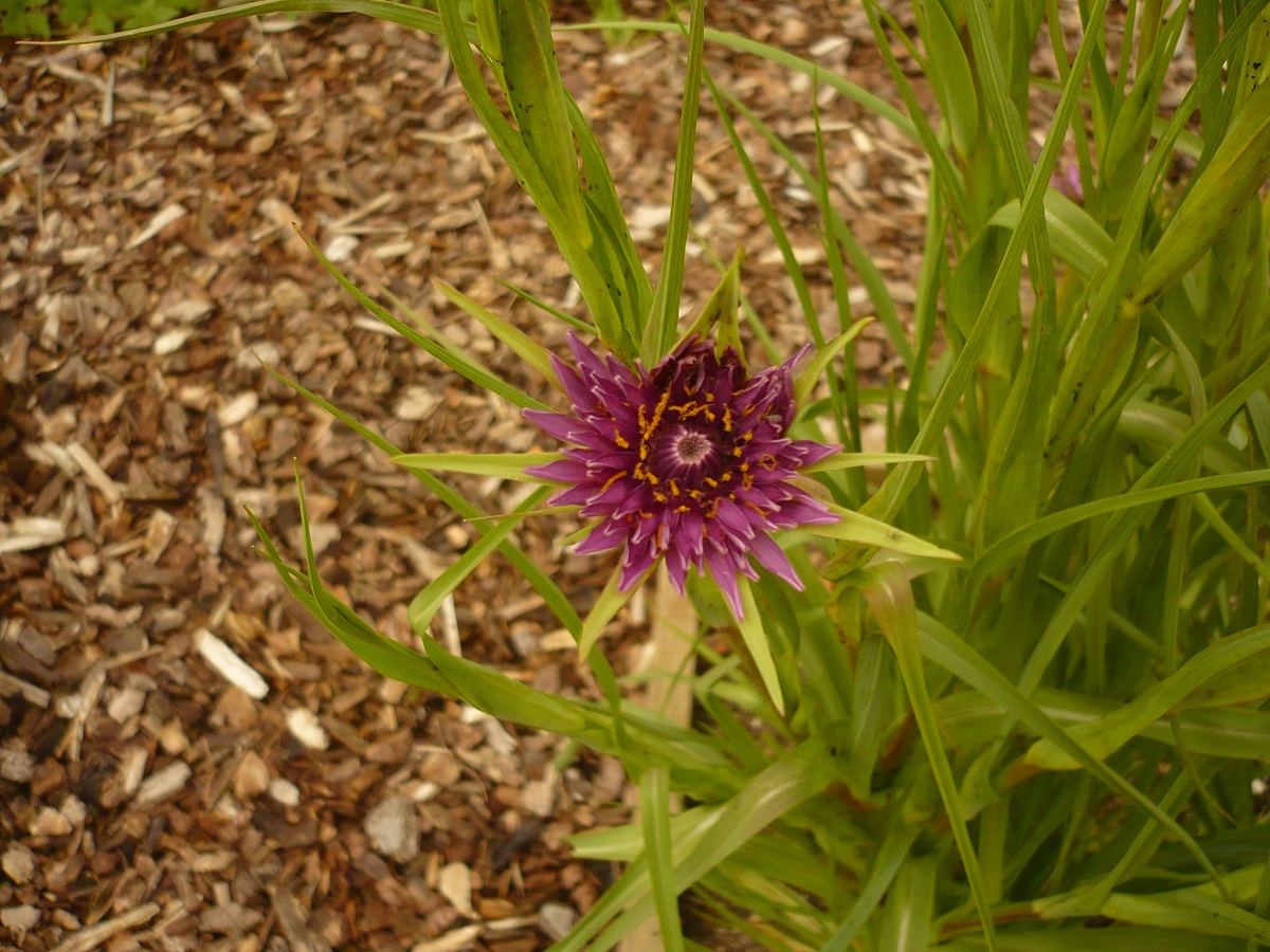 Tragopogon eriospermus (Asteraceae)